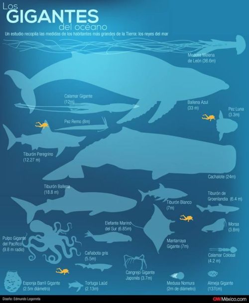Un programa para evitar que los barcos choquen con las ballenas azules |  Blog Cátedra de Historia y Patrimonio Naval